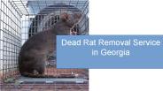 Dead Rat Removal Service in Georgia