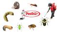 Innovative Solutions For Commercial Pest Problems In Grand Cayman PowerPoint PPT Presentation