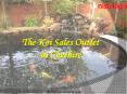 Are you looking for koi pond filteration service in Cheshire? PowerPoint PPT Presentation