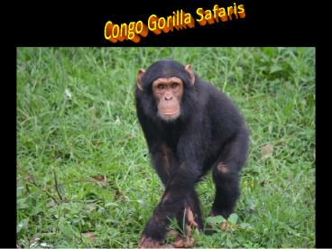 Congo Gorilla Safaris