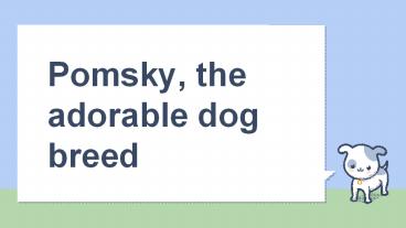 Pomsky - Most Popular dog breed of today