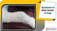 Symptoms of Bone Cancer in Dogs
