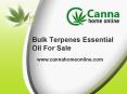 Bulk terpenes essential oil for sale