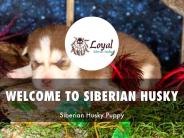 Detail Presentation About Loyal Siberian Husky
