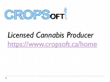 Licensed Cannabis Producer