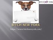 Designer Dog Beds