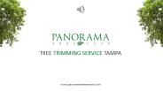 Tree Trimming Service Tampa - Panorama Tree Service