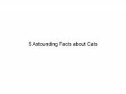 Amazing Facts about Cats