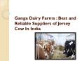 Ganga Dairy Farms: Best and Reliable Suppliers of Jersey Cow In India PowerPoint PPT Presentation