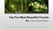 Most Beautiful Forests by Vinay Kumar Rana
