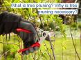 What is Tree Pruning? Why is Tree Pruning Necessary? PowerPoint PPT Presentation