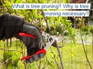 What is Tree Pruning? Why is Tree Pruning Necessary?