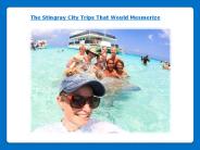 The Stingray City Trips That Would Mesmerize