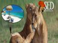 Zanzibar Holiday Safari PowerPoint PPT Presentation