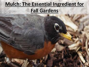 Mulch: The Essential Ingredient for Fall Gardens