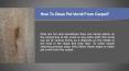 How To Clean Pet Vomit From Carpet? PowerPoint PPT Presentation