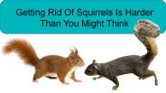 Squirrel Pest Control Service In Marietta