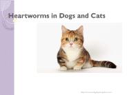 heartworms in pet