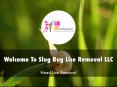 Slug Bug Lice Removal Presentation  PowerPoint PPT Presentation