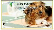 Signs Indicating Heart Disease in Pets