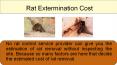 Rat Control Services - Expert Treatment for Rat Infestations PowerPoint PPT Presentation
