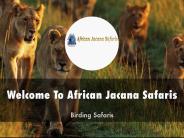 Information Presentation Of African Jacana Safaris