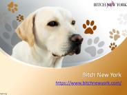Designer Dog Carriers