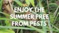 Enjoy the Summer Free from Pests PowerPoint PPT Presentation