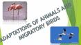 Adaptations of animals and migratory birds (1) PowerPoint PPT Presentation