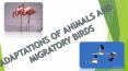 adaptations of animals and migratory birds PowerPoint PPT Presentation