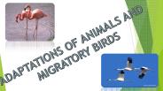 adaptations of animals and migratory birds