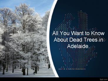 All You Want to Know About Dead Trees in Adelaide.