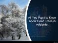 All You Want to Know About Dead Trees in Adelaide. PowerPoint PPT Presentation