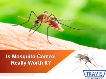 Is Mosquito Control Really Worth It?