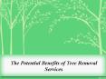 Benefits of Tree Removal Services PowerPoint PPT Presentation