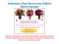Valentine's Day Flowers by Trillium Florist Canada PowerPoint PPT Presentation