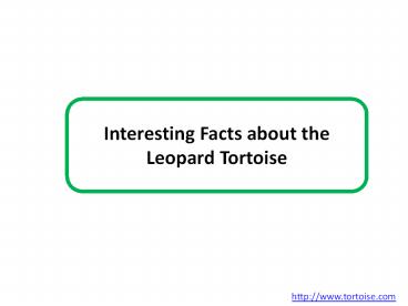 Interesting Facts about the Leopard Tortoise