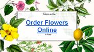 Bloomsvilla - Order Flowers Online in Pune