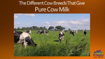 The different cow breeds that give pure cow milk