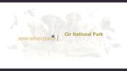 Gir national park Gujarat