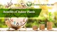 Benefits of Indoor Plants PowerPoint PPT Presentation