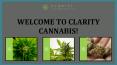 History of Cannabis | Clarity Cannabis PowerPoint PPT Presentation