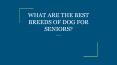 WHAT ARE THE BEST BREEDS OF DOG FOR SENIORS? PowerPoint PPT Presentation