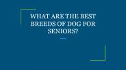 WHAT ARE THE BEST BREEDS OF DOG FOR SENIORS?