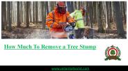 Cost to Remove a Tree Stump