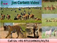 Jim Corbett Video