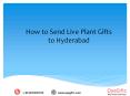 How to Send Live Plant Gifts to Hyderabad PowerPoint PPT Presentation