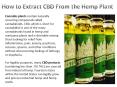 How to Extract CBD Olive Oil from Hemp Plant PowerPoint PPT Presentation
