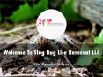 Detail Presentation About Slug Bug Lice Removal PowerPoint PPT Presentation
