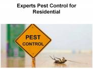 Expert Pest Control Services at Alexandria Pest Services, Inc